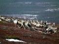 Saami reindeer herder, Lovozero Region, Kola Peninsula, Arctic Russia