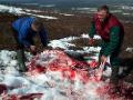 Saami reindeer herders preparing a meal, Lovozero Region, Kola Peninsula, Arctic Russia