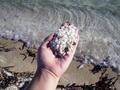 Nanga Bay - The sand was tiny little white shells