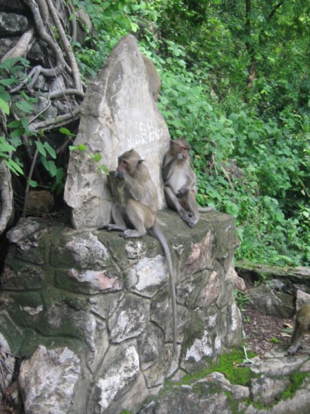 Monkeys on way down hill