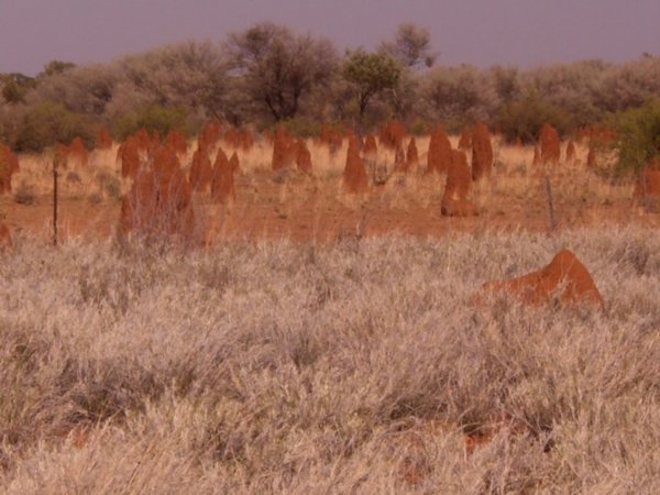 Termite Mounds - Small