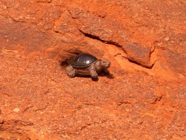 4 OT climbing Uluru