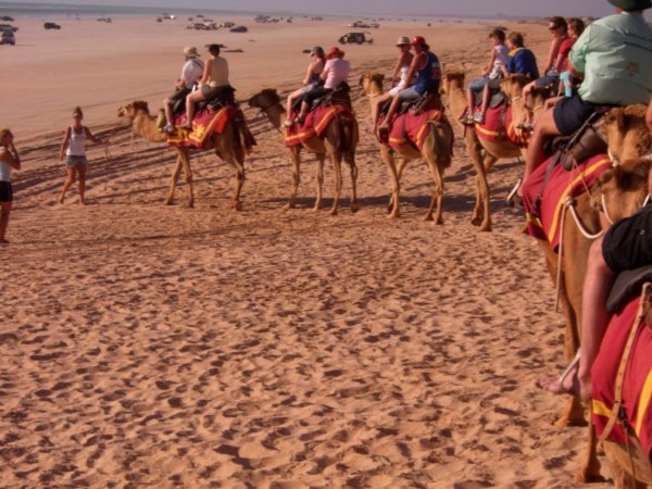 Camel troop