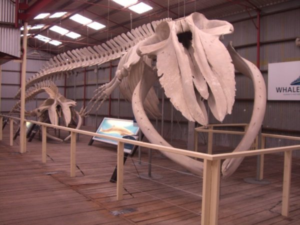 Pygmy Blue Whale Skeleton