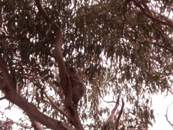 13 Koala sleeping in tree