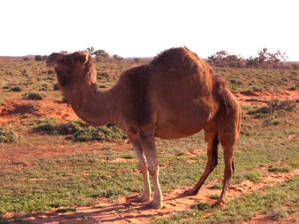 Camel near Silverton, NSW