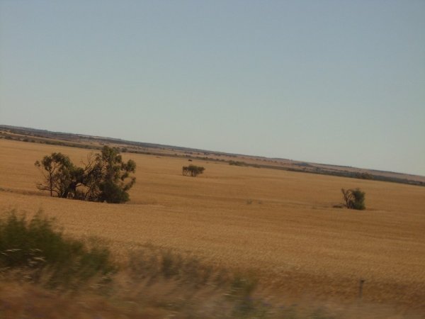 10-07 Wheat Fields (2)