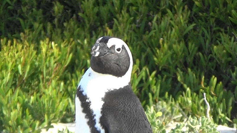 Study of an African penguin