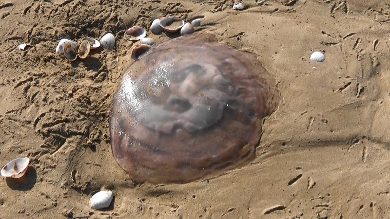 Giant jellyfish,Plettenberg Beach
