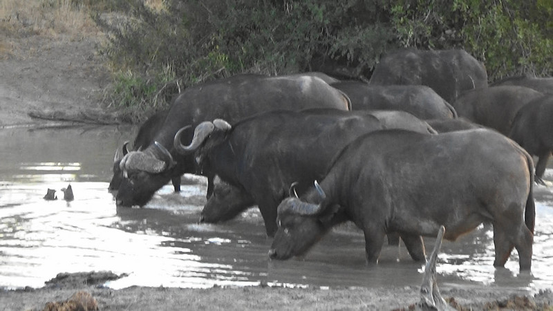 Cape Buffalo at the watering hole