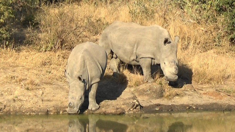 Another of the big five,white hippos