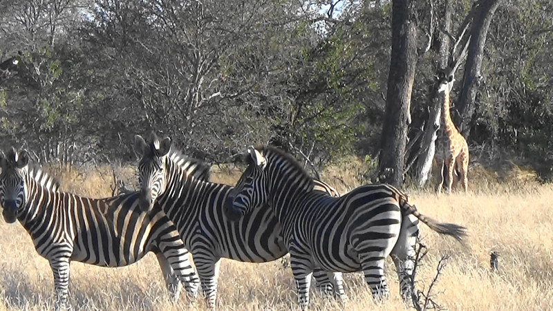 Zebras on the afternoon game drive
