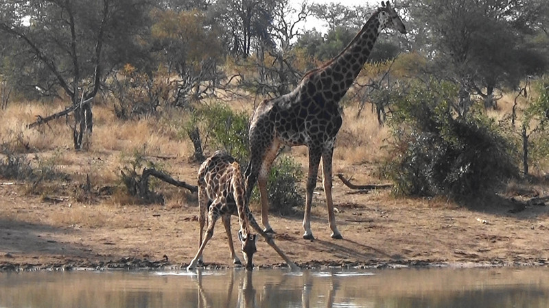 And finally its junior giraffe at the watering hole