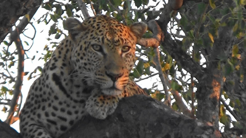 Leopard up his tree watching us,watching him