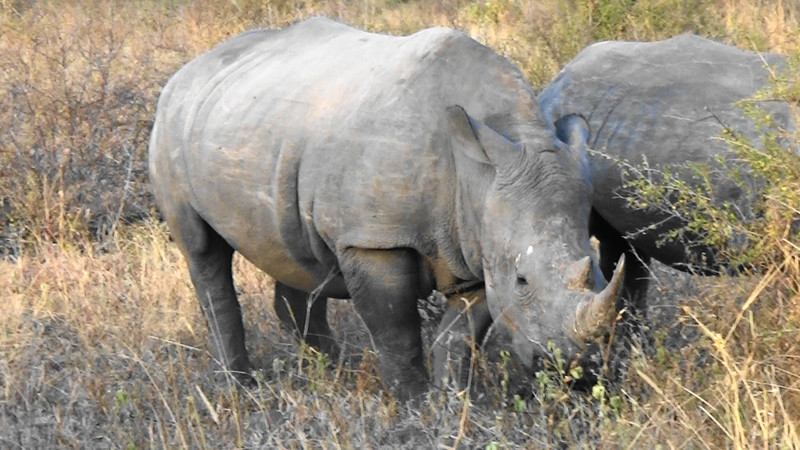 Rhinos at close distance