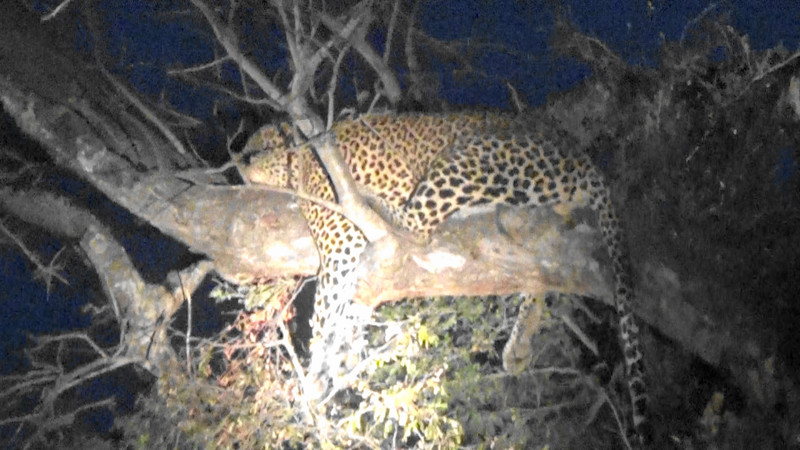 Leopard up his tree