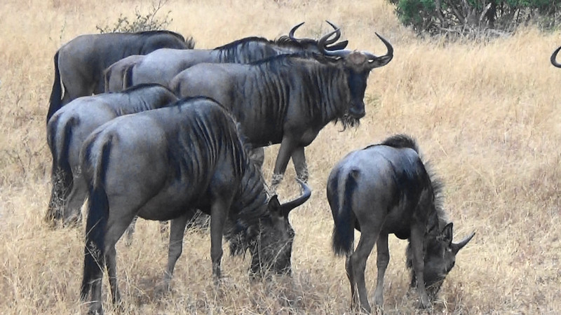 A herd of kudu