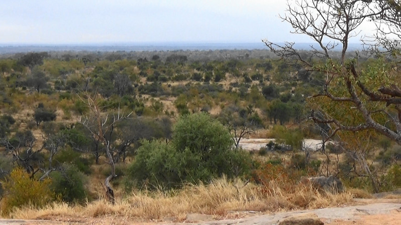 Kruger for miles and miles
