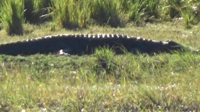 Just one of a number of large crocodiles on the Chobe River