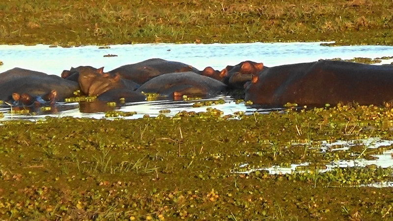 Pod or raft of hippos