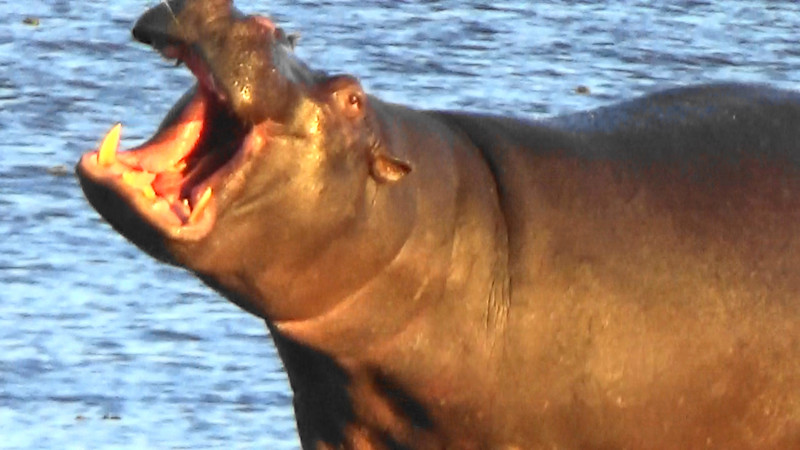 Best shot of a hippo yet