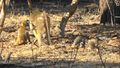 Baboons and mongoose co habitating