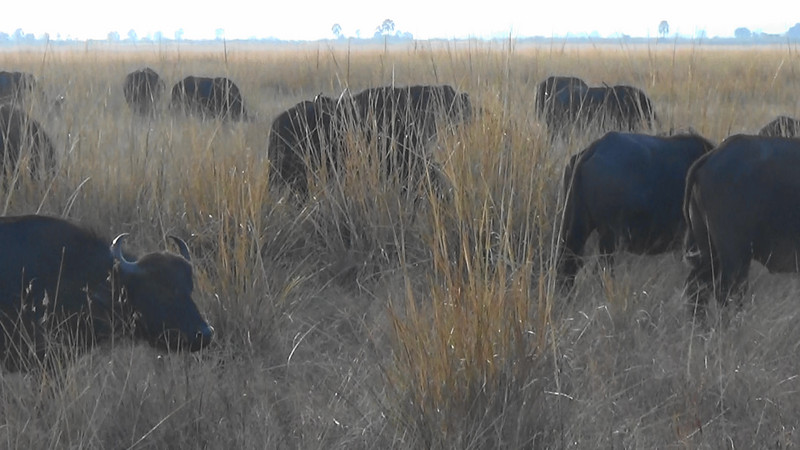 Buffalos in the long grass