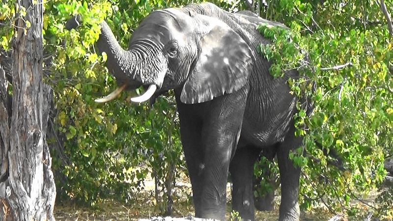 Another close up of an elephant
