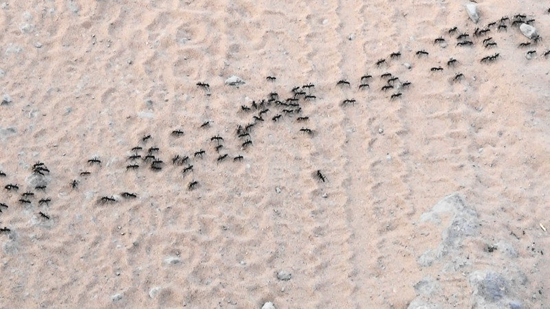 African ants on the march towards water