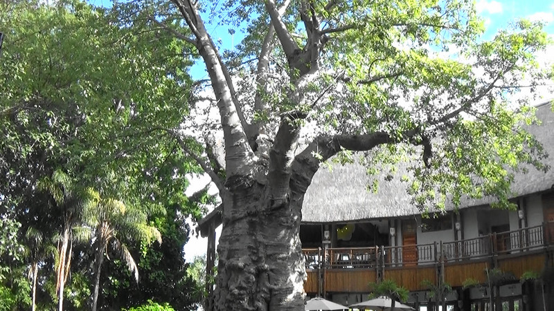 Ancient baobao tree in the hotel lobby area