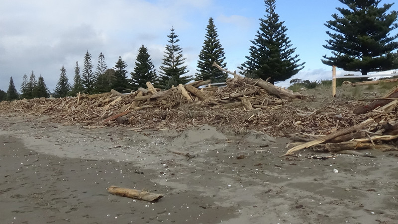Tologa Bay piles of tree scrap