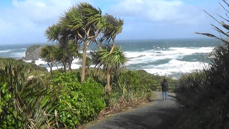 Cabbage trees and the gale northerly