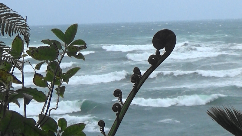 Beautiful koru framed with the wild ocean in the background