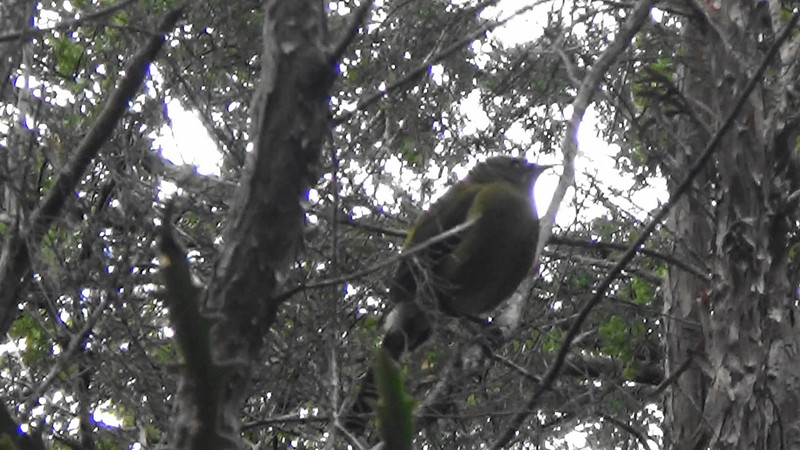 New Zealand Bellbird just above on the track