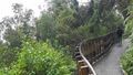 Almost like walking in the treetops,Hokitika Gorge