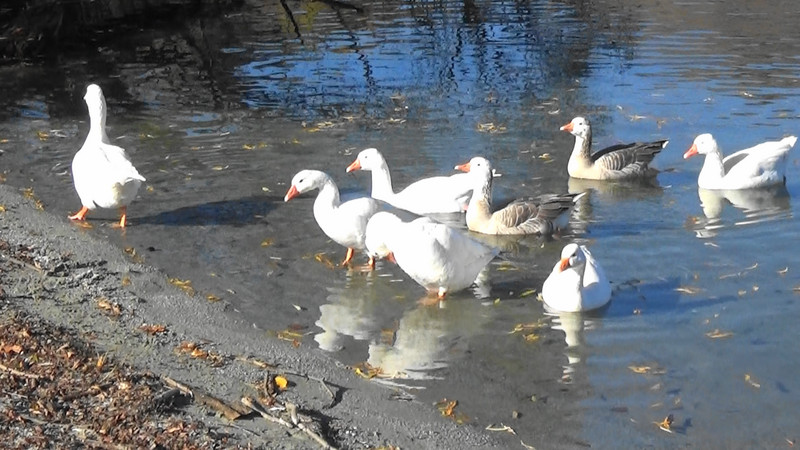 Geese at Lake Hayes