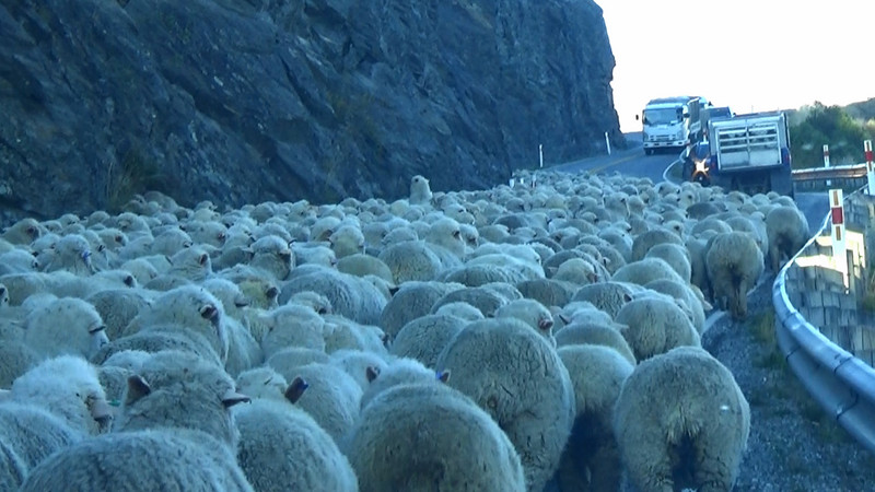 A very NZ traffic jam