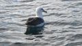 Mollyhawk on Halfmoon Bay
