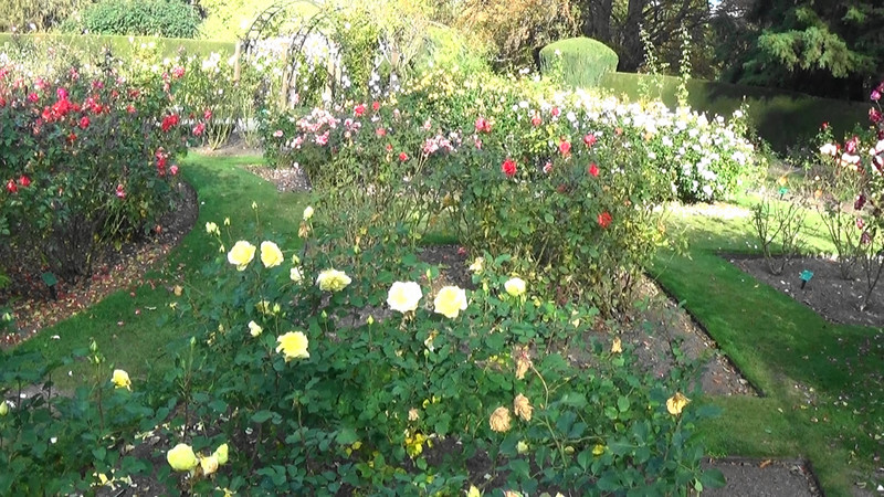 Roses in bloom at Botanical Gardens,Christchurch