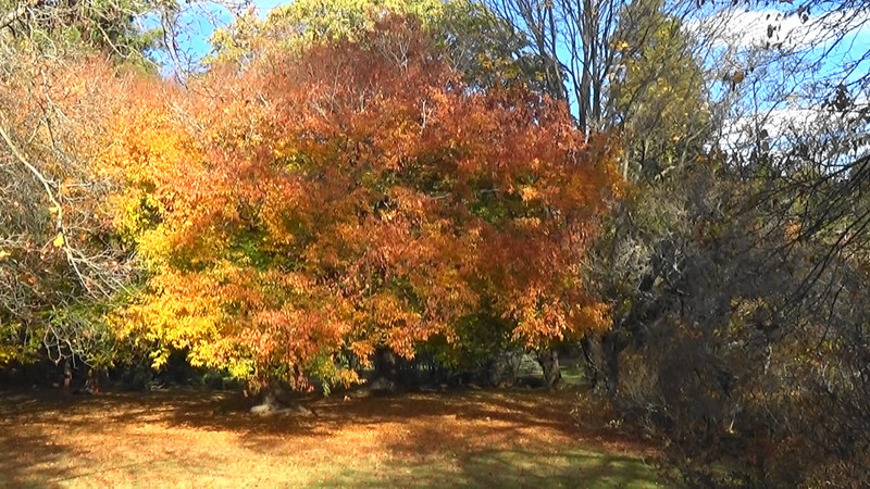 Autumn shades,Hagley Park,Christchurch