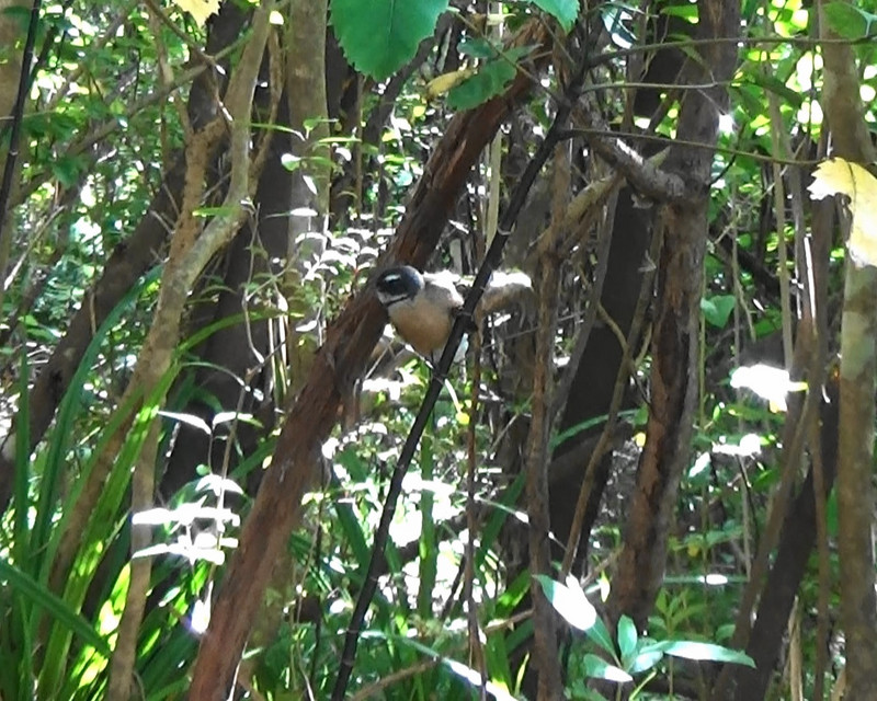 Friendly fantail