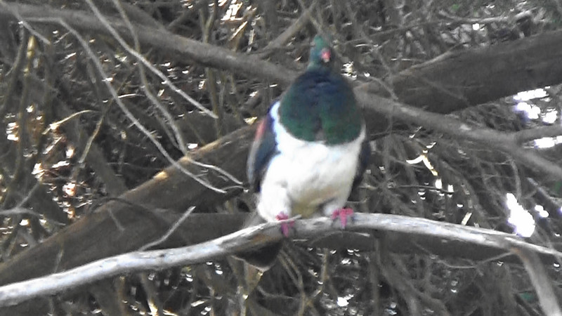 A friendly wood pigeon just a few feet away at Gore Bay