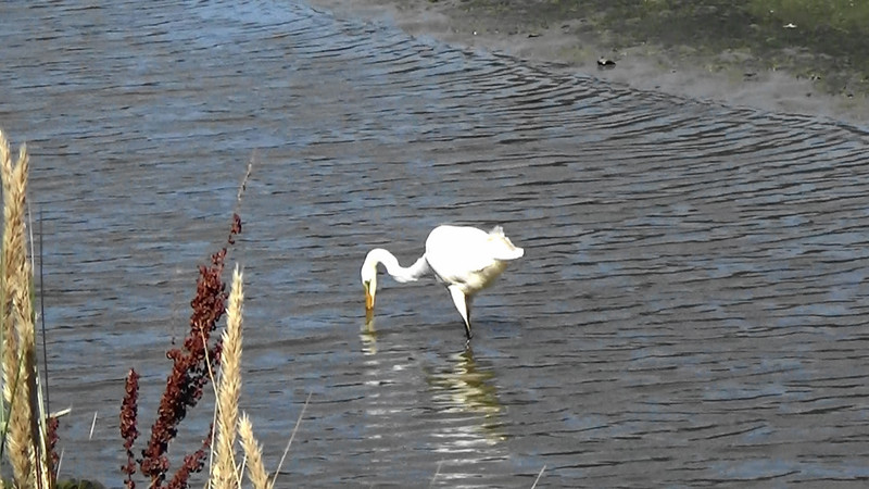 A white heron feeding in the lagoon we couldn't cross to the Jed Cemetery,Gore Bay