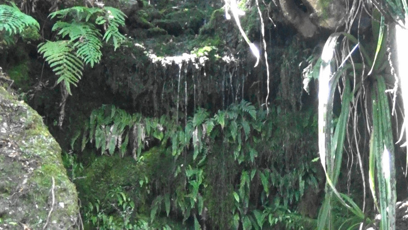 A stream dripping through ferns
