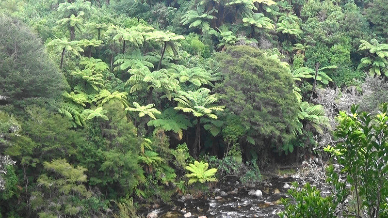 Lovely group of ferns on the way to Wainui Falls