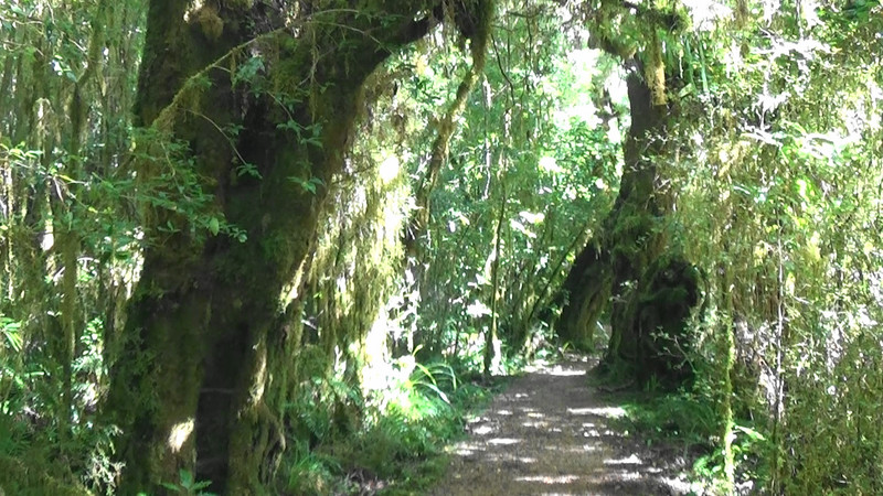 On the trail to the Oparara Arch