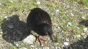 Not another weka !