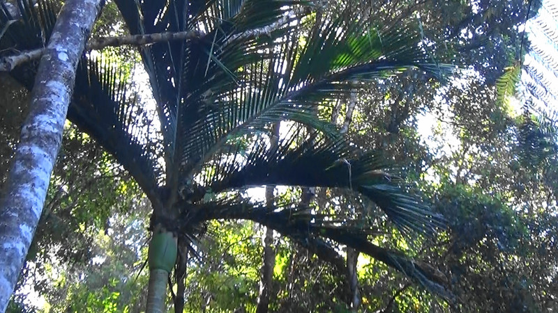 Nikau Palm along the trail to the giant Rimu