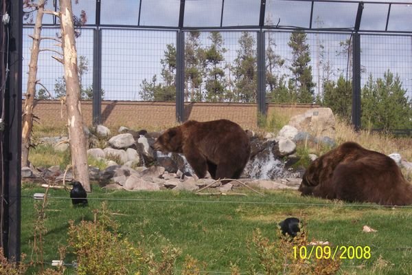 Bears at West Yellowstone