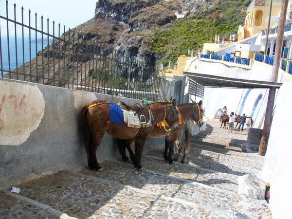 Donkeys on the steps down to the old harbour,Santorini
